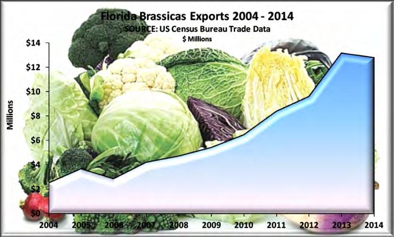 While the USDA lists only California and Arizona as major broccoli producers, Florida growers are increasing production.