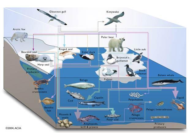 How will arctic animals be affected by climate change? The ocean (aquatic zone) accounts for more than half of the arctic region; ocean productivity affects many arctic life forms.