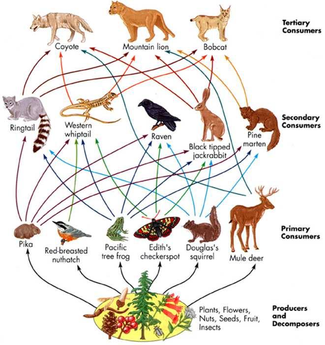 Trophic networks (web): are a set of trophic chains that cross over because they have common steps.