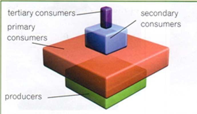 level per unit of area or volume of an ecosystem Biomass pyramid: This represent the biomass, or amount of