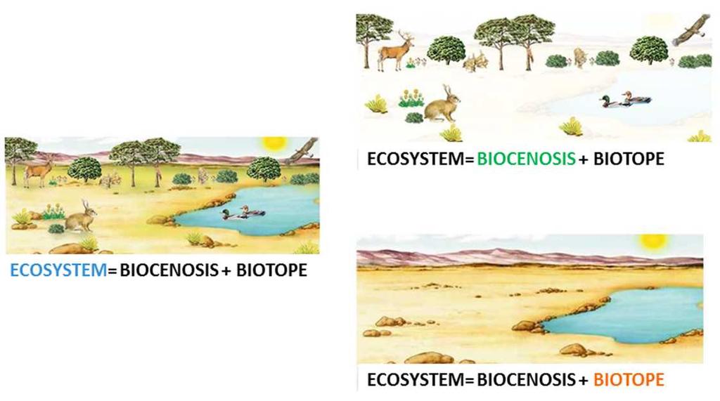Ecosystem consists of the organism which live in a particular area, the relationship between them, and their physical environment.