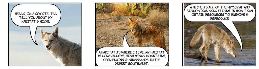 HABITAT: is the physical place where a species lives.