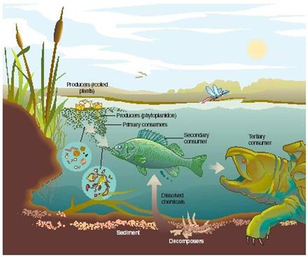 Ecosystem refers to the organism which live in a particular area, the relationship between them, and their physical environment.