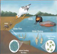 Great Salt Lake food web The Great Salt Lake food web is relatively simple. It is based around two major food chains.