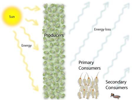 Energy transfer in the ecosystem Remember energy is lost at each level of the food chain, the biomass at each level decreases as you go up.