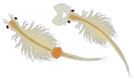 Hatch-a-Cyst Brine shrimp (genus Artemia) are an aquatic crustacean.