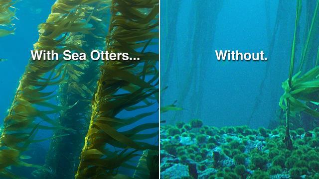 A century ago, sea otters were nearly eliminated by hunting. Unexpectedly, the kelp forest nearly vanished.