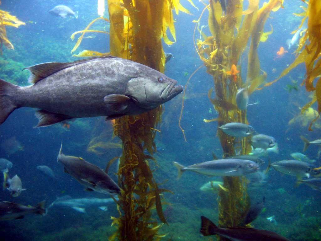 Without kelp to provide habitat, many other animals, including