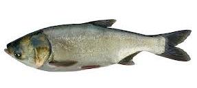 Invasive Asian carp Asian carp = Bighead, silver, black, grass Bighead and silver escaped to wild in