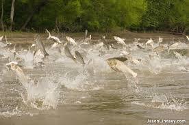 plankton & macroinvertebrates Silver carp jump up to 10 feet when startled 2014 MN findings in