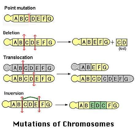 A. Genotypic CLASSIFICATION Point mutation (micro lesion): Changes in a single nucleotide base pair by substitution, addition or deletion (frame