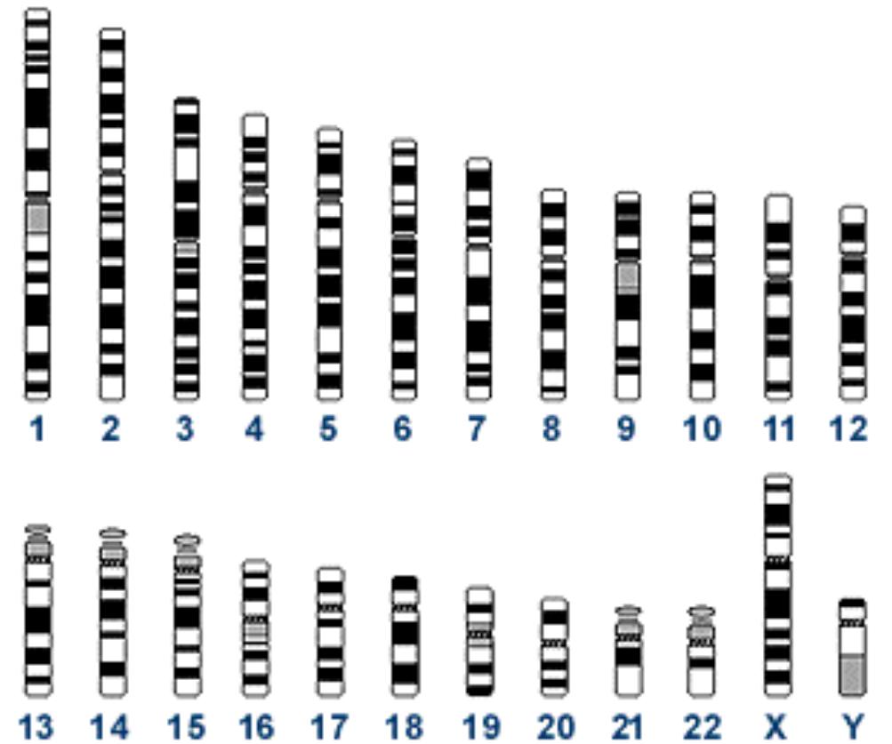 Human Genome Project Initiated in 1988, declared complete 2003 Major goals Determine 3 10 9 base