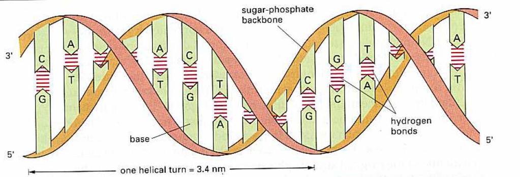 Biology reminder THE STEPS OF THE LADDER ARE MADE OF PAIRS OF