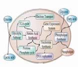 pathways whole cell bio-complexity complexes proteins