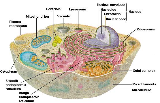 Eukariotic Cells Organisms composed by one or more cells that have a well-differentiated