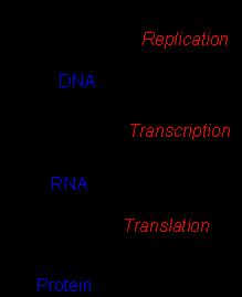 DNA RNA Protein DNA is TRANSCRIBED to messenger RNA (mrna) mrna carries the message