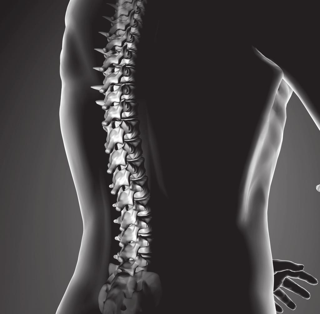 The spine Spinal cord Vertebrae Intervertebral