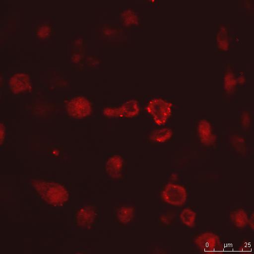In vitro uptake in THP-1 cells a) Coumarin