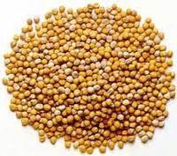 MUSTARD FERTILITY DRY LAND General Recommendation: Yield Goal 1500 lbs. IRRIGATED General Recommendation: Yield Goal 2500 lbs.