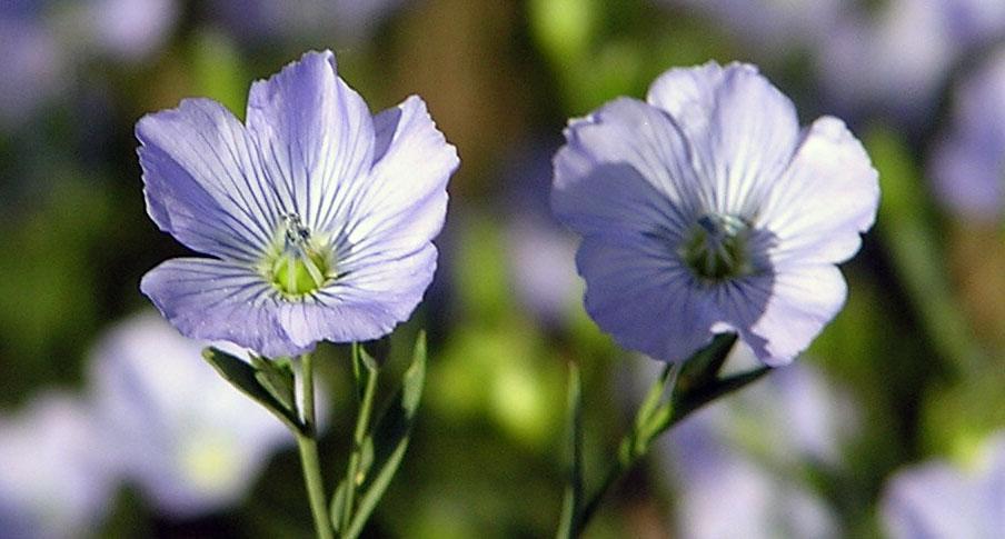 FLAX Why is Flax an excellent choice in a rotation? 1. Excellent crop for direct drill farming Both boadleaf and grass herbicides are labeled for Flax 2.