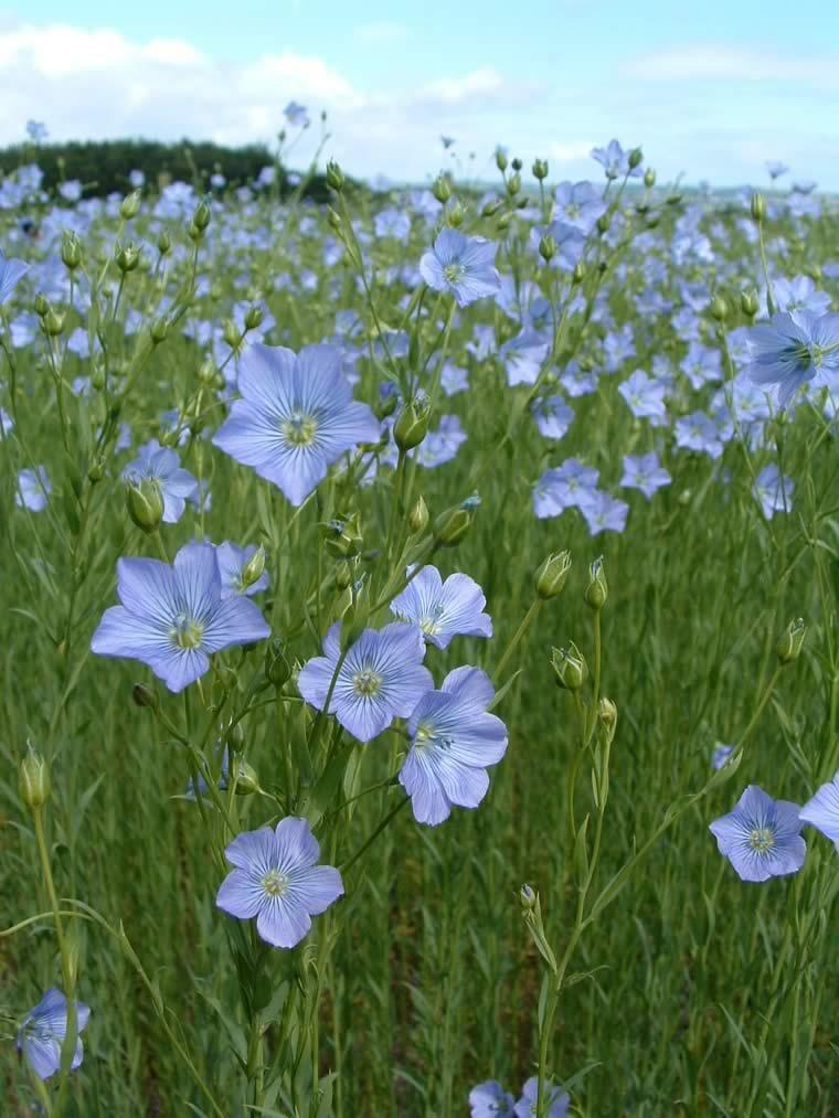flower to seed color change Fertilizer recommendations (Flax seed is very sensitive to fertilizer close to the seed) Flax uses nitrogen very efficiently Flax likes high