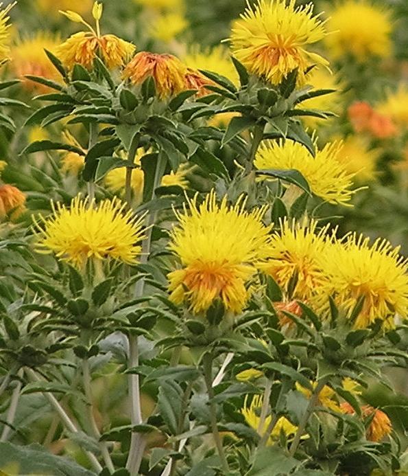 SAFFLOWER Why is Safflower an excellent choice for your rotation? 1. Drought Tolerant 2.