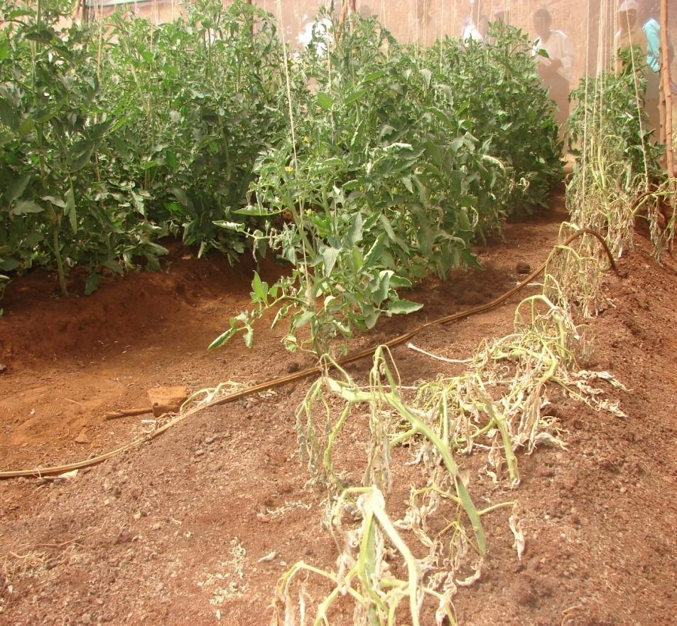 Tomato grown in beds where the clear plastic sheet had been placed for 8 weeks had