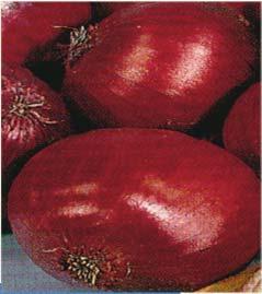Farmer preferred onion varieties Variety Bungoma Kirinyaga Nyeri Red creole Bombay red Red tropicana Africa