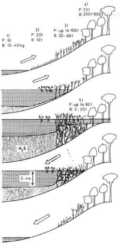 The Flood Pulse Concept (Junk et al. 1989) Floodplains are transitional between aquatic and terrestrial zones.