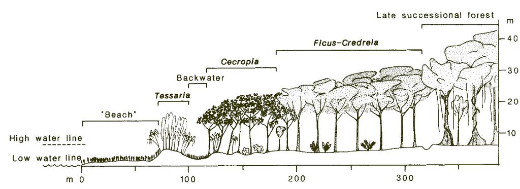 Major mode of forest regeneration
