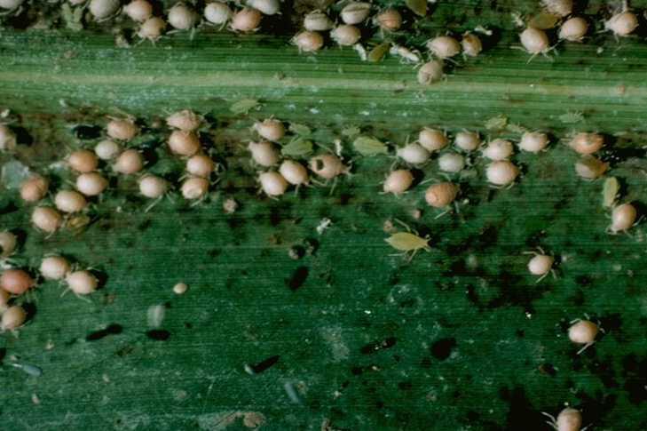 Greenbug Management Tools for Greenbug Management Insecticides Seed treatment: effective on fall generations