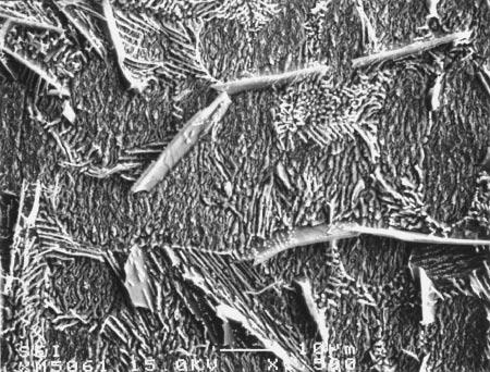 716 C.-W. Hwang and K. Suganuma Secondary Ni 3 4 plate C 10 µm (quenching) 3 µm Fig. 4 SEM microstructure of the reaction interface for -3.5g joint after a reaction for. 10 µm Fig.
