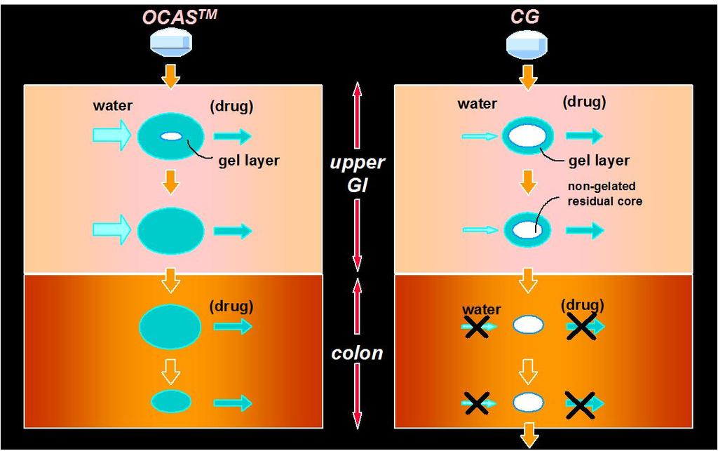 OCAS once-daily controlled-release technology for oral dosing rapid gelation of polymer matrix enabling constant drug release in the whole GI, even in the colon where little water exists Schematic