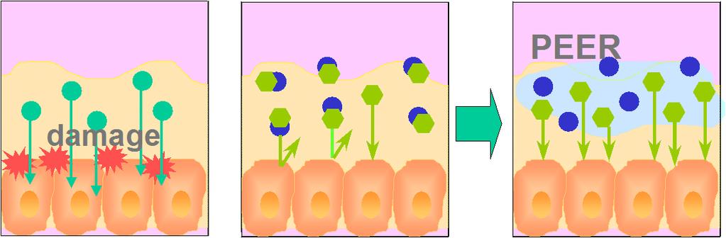 PEER Image of absorption enhancement mechanism lumen mucus mucosa Absorption enhancer often damage to mucosa.