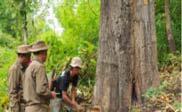 Managing Natural Forest (Myanmar Selection system, to figure out SFM) An exploitation cum cultural System, Minimum impacts to the environment, MSS is