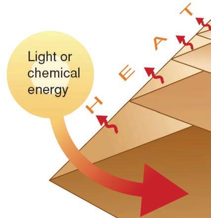 Ecological Pyramids Energy Pyramid: Shows the