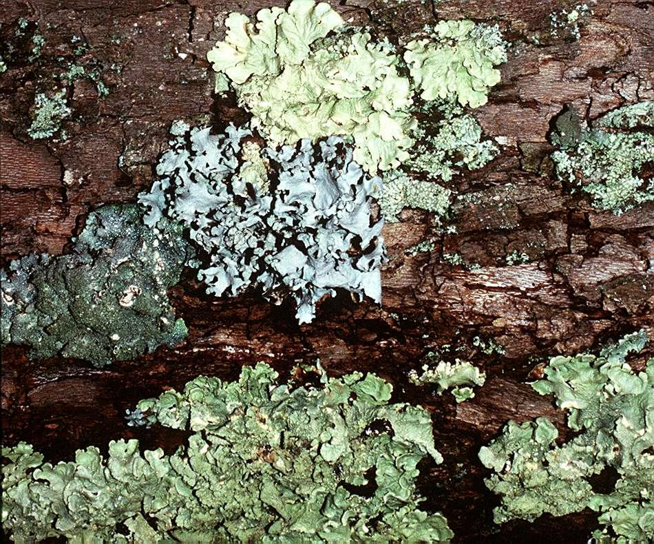 Pioneer species Lichen important