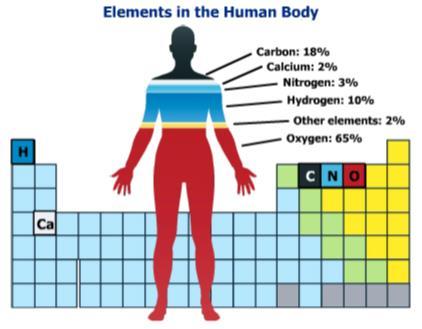 Properties of Nonmetals Most of your body s mass is made of oxygen, carbon, hydrogen, nitrogen and
