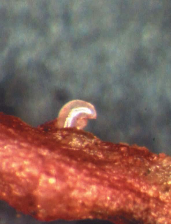 RENIFORM NEMATODE (Rotylenchulus reniformis) Reniform nematodes (Rotylenchulus reniformis) ranks second to the root-knot nematode for damaging cotton in the United States.