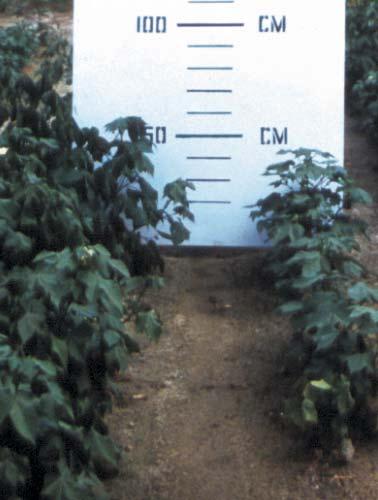 COTTON NEMATODE MANAGEMENT The goal of a cotton nematode management program is to keep nematode population densities at a low level during the early growing season.