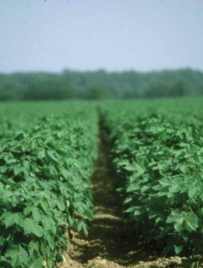 Cotton nematodes are a Beltwide threat. In 2002, plant parasitic nematodes accounted for an estimated yield loss of 4.22 percent, valued at more than $370 million.