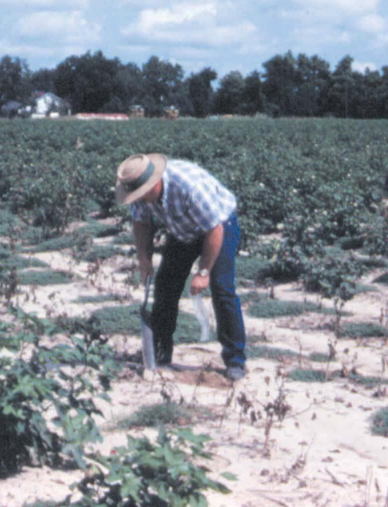SAMPLING FOR NEMATODES Limited time is available each year to control nematodes. Nematode management decisions must be made prior to planting the crop.