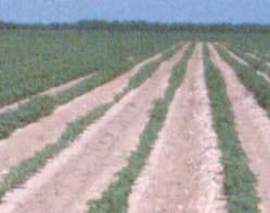 The nematicide-treated cotton on both sides of the row shows healthy growth. HOW MANY SAMPLES SHOULD I COLLECT?