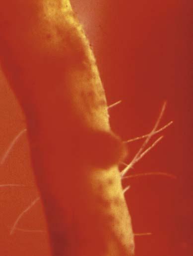 NEMATODE SPECIES IDENTIFICATION A nematode management program depends on the nematode species.
