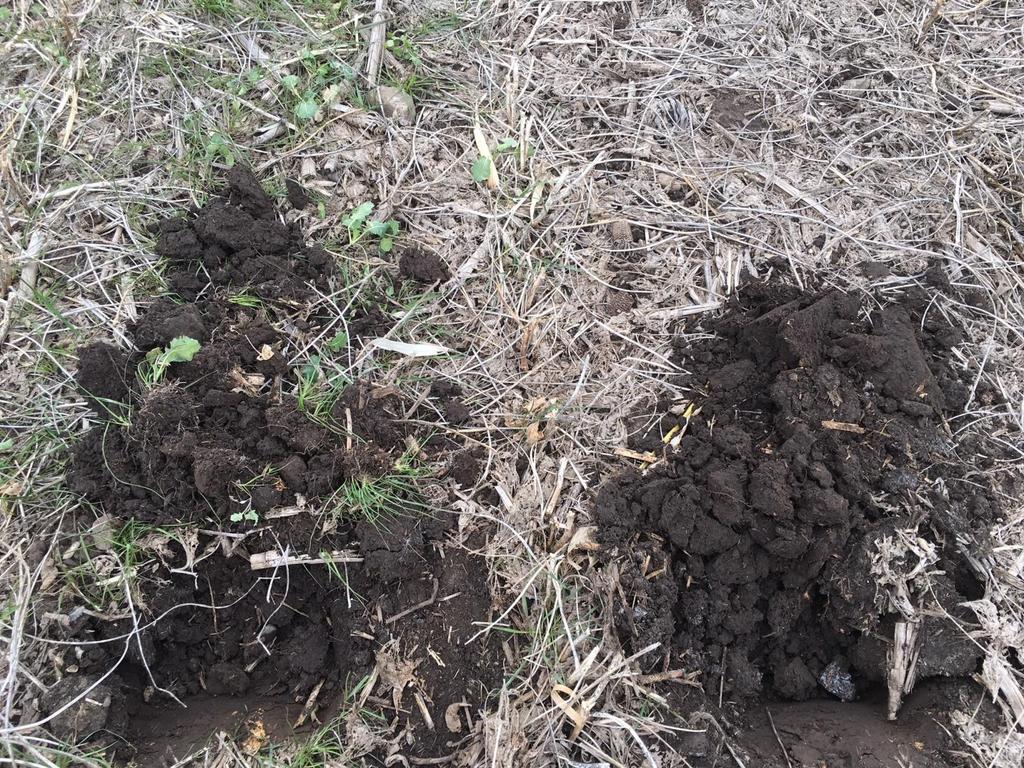 Below ground Results Soil structure shows improvements