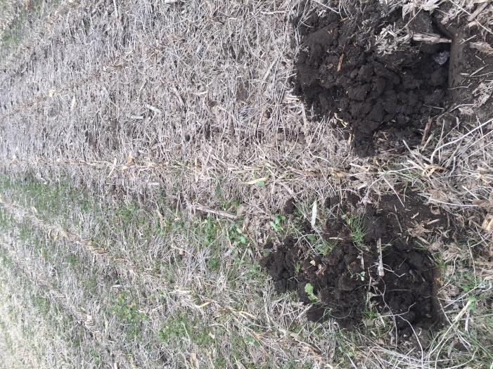 Cover crops and reduced tillage enhance soil health