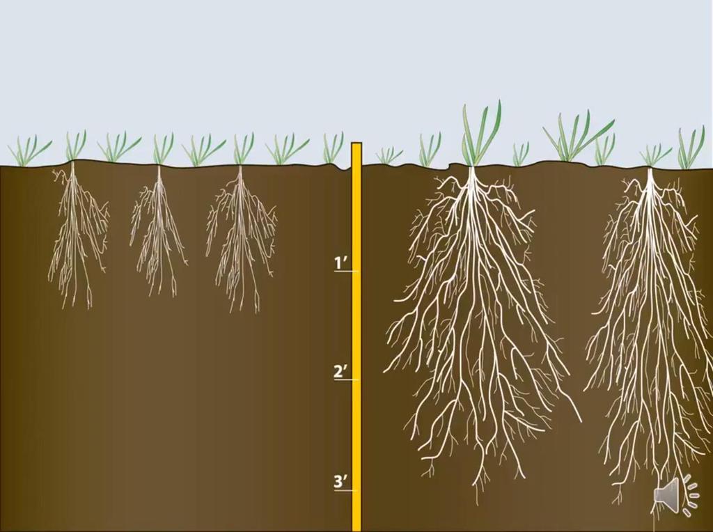 Planting date effects plant and root development.