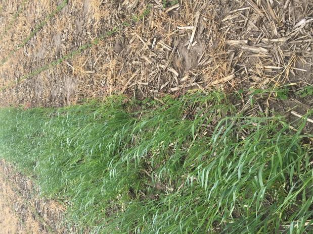 Rye germinated fall 2016 with growth developing late March 2017.