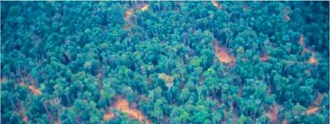 depress the value of hardwoods and the forests Funds obtained from products of the tropical forests must be rechanneled into managing and regenerating those