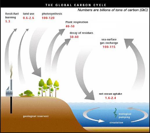 40-50 GtC and 50-60 GtC are released through plant respiration and decay of residues. It is important to note that land use is an important part of the global carbon cycle.
